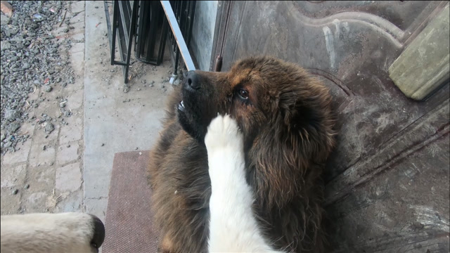 很多粉丝说花猫是最怂的藏獒,其实你们都错了,它只是比较识时务