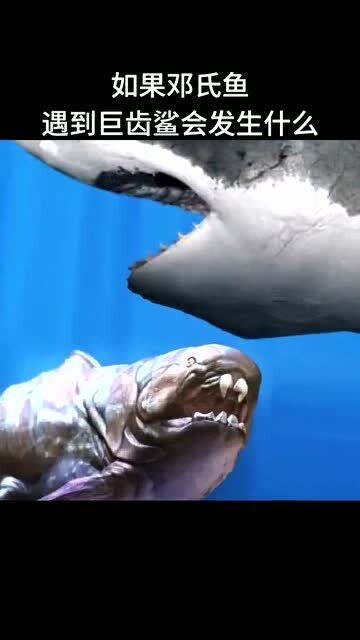 巨齿鲨vs火岩鲨图片