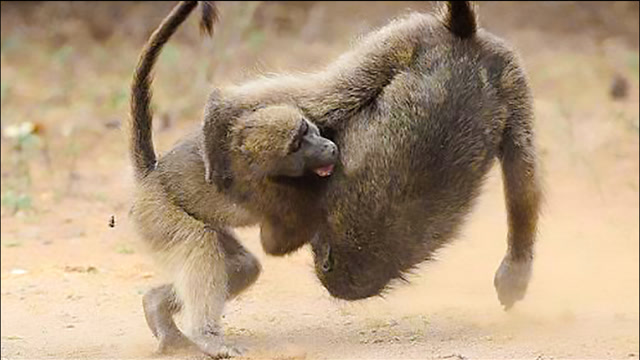 用蛮力争斗狒狒,赢得领袖地位,曾经的兄弟一有机会就开打