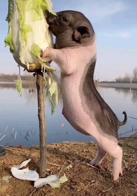 好白菜都给猪拱了?