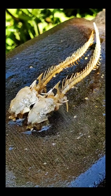 美味的鲫鱼骨来了!