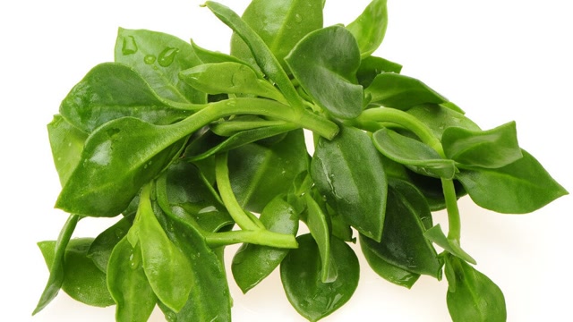 穿心莲有哪些药用价值,能治疗咽痛咽干吗?