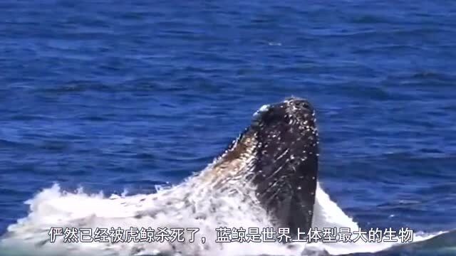 虎鲸与蓝鲸的正面对抗,海洋霸主之争,谁会更厉害?