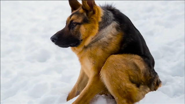 "骨骼清奇",紧凑型的狗子爆红,背后真实原因让人心疼!
