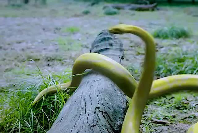 影视:千年小冰蚕对战蛇王,最后竟败给了令狐冲 ,这结局也太惨了