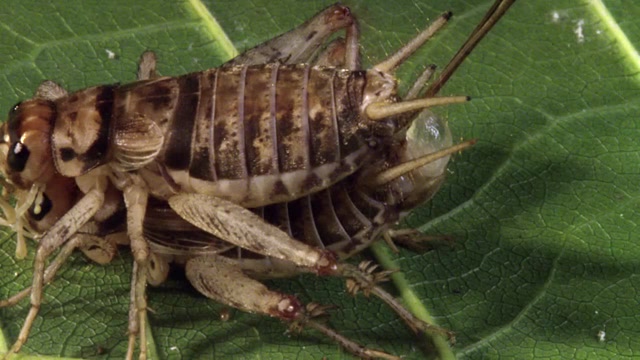雄蟋蟀求偶的同时提供零食,防止雌性勾搭别的雄性!
