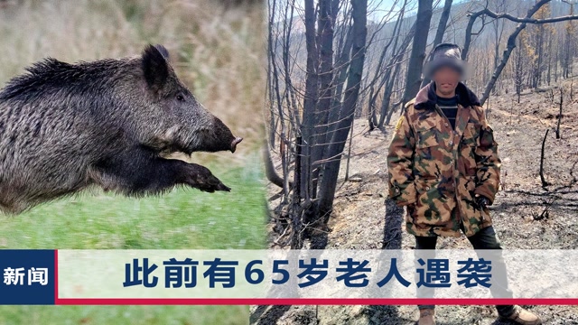 虹新闻:【理塘一村支书遇袭身亡,野猪窜过铁丝栏疯狂攻击,见人来"嗖"