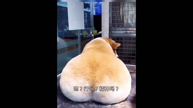 羊:看我屁股老翘了,天生的,羡慕吧!