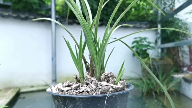 养兰花用多菌灵,怎样才能提高药效?怎样使用才是正确的?