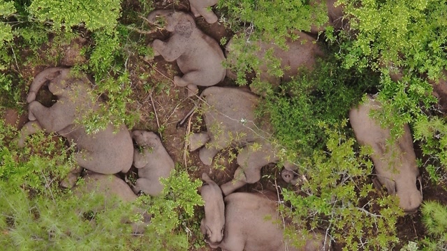 云南北迁象群林中入睡,大象围圈为小象"取暖"