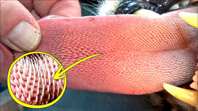 4个奇葩的动物冷知识!长满倒刺的舌头,碰一下会怎样?