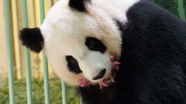 旅法大熊猫"欢欢"产下双胞胎,目前状态良好