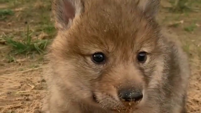 发现一窝小狼崽,团成一团奶萌奶萌奶的跟小奶狗好像
