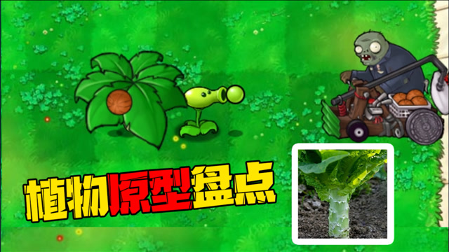 pvz盘点:你知道吗,保护伞的原型竟然是好吃的莴苣!