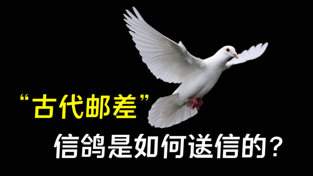 "飞鸽传书"是真是假?信鸽是怎么知道,自己的信是送去哪儿的?