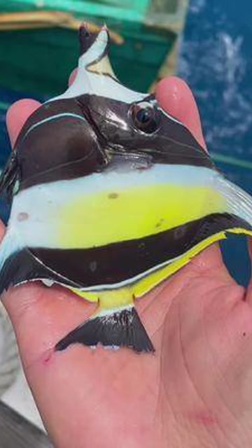 这些鱼来自南海的西部西沙群岛都是观赏鱼西沙群岛带你体验渔民生活