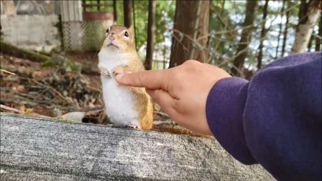 女子野外遇到小松鼠,忍不住上去握手,松鼠的反应太逗