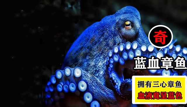 有着三颗心脏的章鱼,它的血为什么是蓝色的呢?