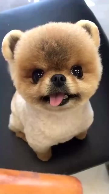 这只狗狗好可爱啊,圆滚滚的大脑袋,还有大眼睛!