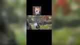 永劫无间：自信来源于操作，都给我乖乖站好！