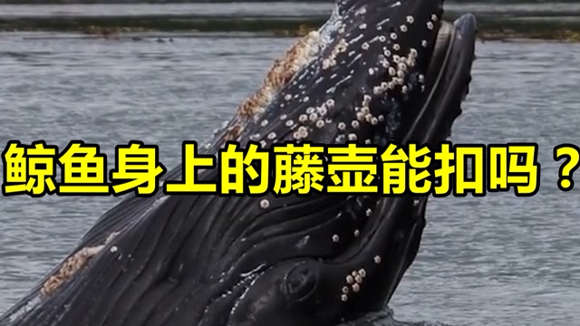 鲸鱼身上的藤壶能扣下了吗原来藤壶还有这种用途