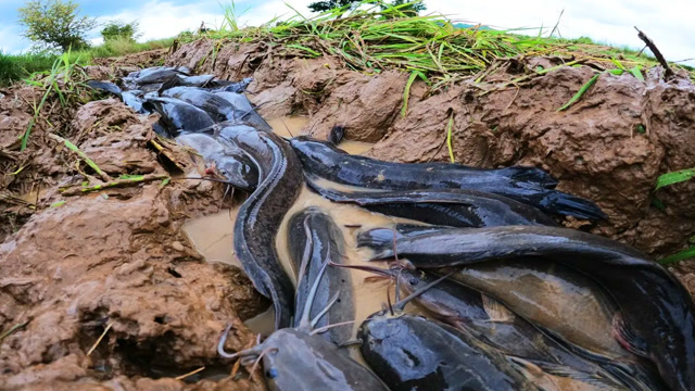 小伙田间寻野,哇!发现水坑处有一窝黑鱼,看看他抓获了多少?