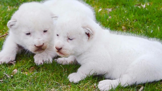 俄罗斯动物园出生3周的小白狮子!半睁着眼镜的样子太可爱了