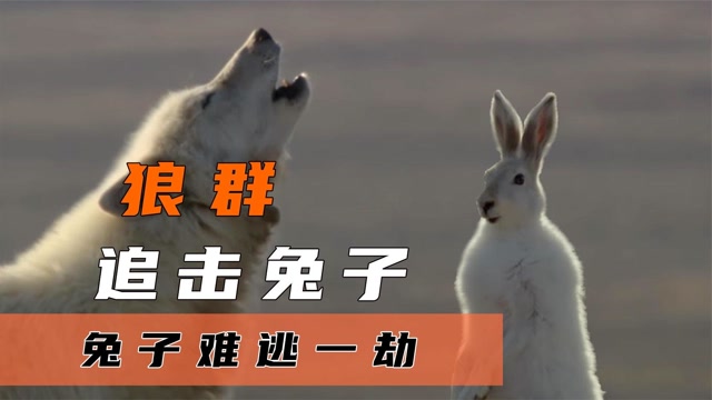 纪录片:狼群围猎兔子,兔子拼命逃跑还是成为狼群盘中餐!