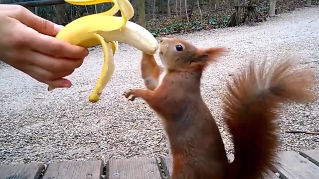 游客用香蕉诱惑松鼠,几秒后出现了搞笑的画面,镜头记录搞笑全过程