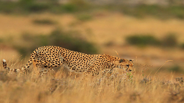 猎豹空中潜伏,无声攻击猎物