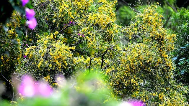 厦门相思树又到了开花的季节