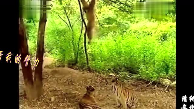 小小动物园四年级作文400字_小学小小动物园作文400个字_小小动物园年级作文300字