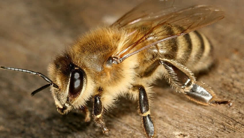 世界上最恐怖的蜜蜂图片