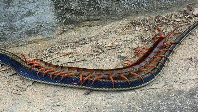 五毒pk!实拍巨人蜈蚣大战长蛇 结果超意外