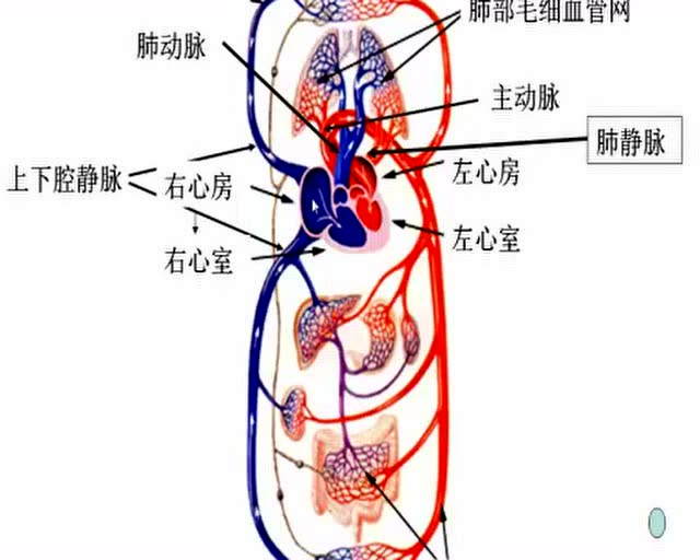 中考基础知识复习——心脏,血管血液循环