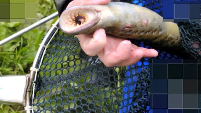 北美一男子在这小河捉到僵尸鱼,奇怪的生物