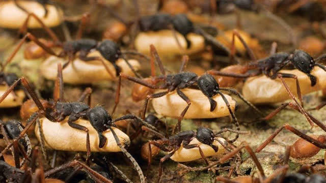 非洲行军蚁入侵白蚁巢穴 遭白蚁大军拼死抵抗