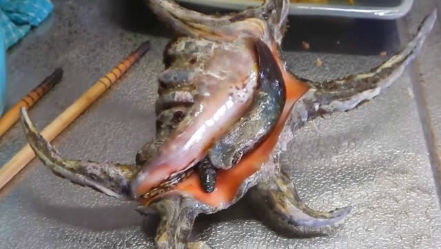 你没见过的蝎尾蜘蛛螺