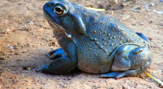 好大一只癞蛤蟆,不吃天鹅肉,这长舌头精准吃蜜蜂?