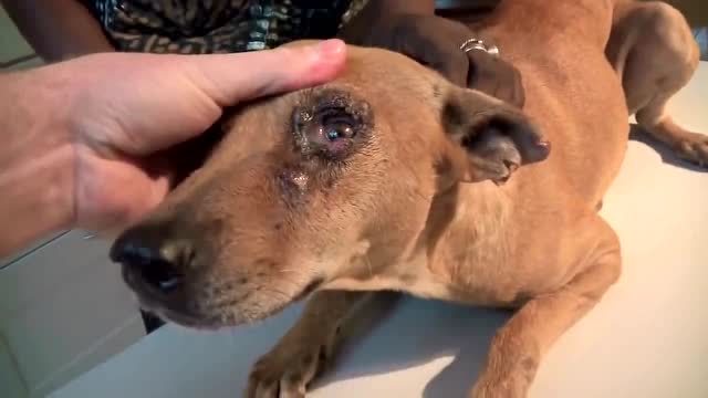 流浪狗眼睛发炎,流脓,生虫,太惨,医生给治后好多了