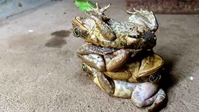 好无聊!实拍澳男子用三只蟾蜍玩叠罗汉