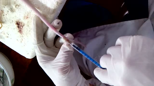 大鼠尾静脉注射