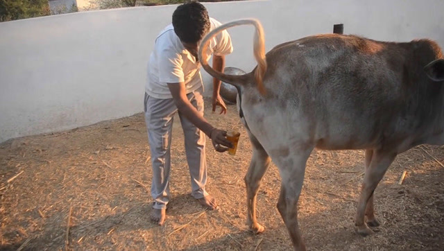 印度男子喝牛尿吃树叶抵抗疾病