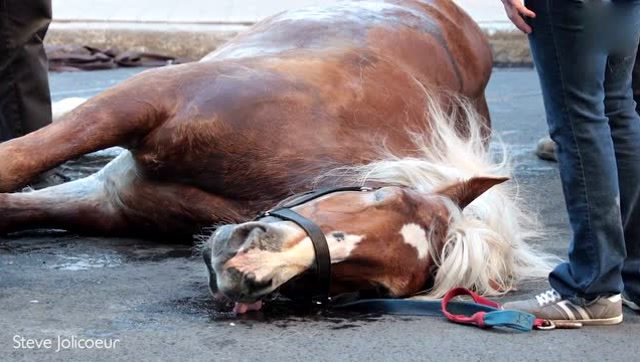 可怜马匹摔倒无法站立,专业人员数次帮扶几乎绝望