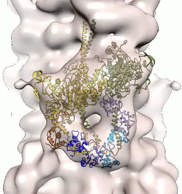 肌球蛋白分子结构