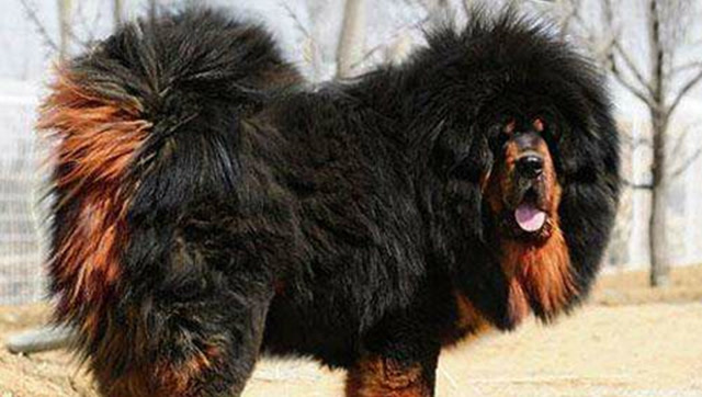 男子想要靠近藏獒结果差点被咬,一气之下拿出蟒蛇,连藏獒也害怕