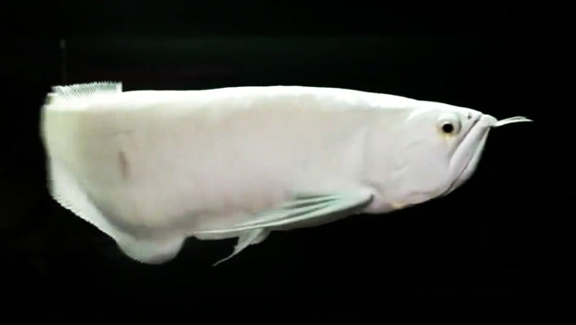 价格40万美元的白龙鱼,看过去就觉得霸气十足