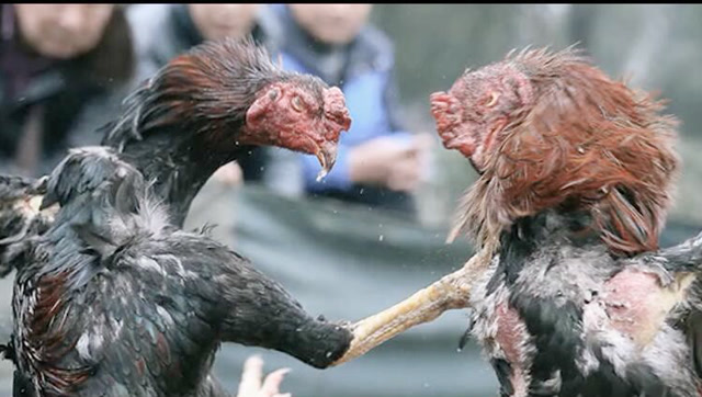 禁止非法赌博,柬埔寨92只鸡参与斗鸡判处死刑,太搞笑了!