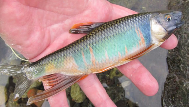 农村小河里的红翅膀,这鱼胆子最小了,用这么粗的线也能钓到?