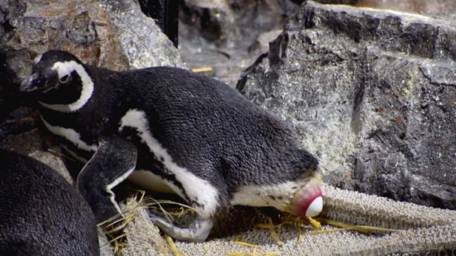 企鹅下蛋,憋得好辛苦